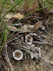 Phellodon tomentosus