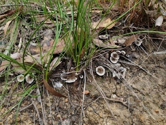 Phellodon tomentosus