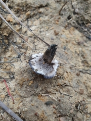 Phellodon tomentosus