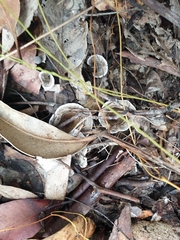 Phellodon tomentosus