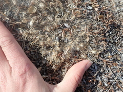 Oxytropis huddelsonii