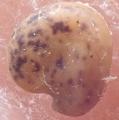 Oxytropis huddelsonii