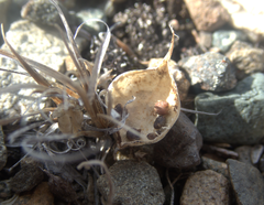 Oxytropis huddelsonii