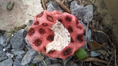 Clathrus