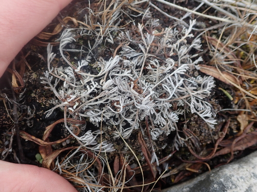 Image of Artemisia furcata by (c) F Quiec, some rights reserved (CC BY-SA)