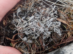 Artemisia hyperborea