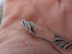 Artemisia hyperborea