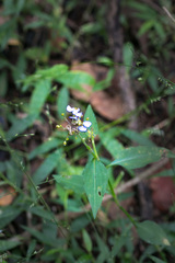 Aneilema dregeanum