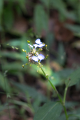 Aneilema dregeanum