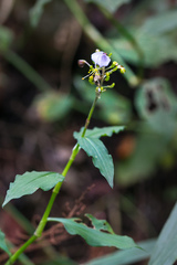 Aneilema dregeanum