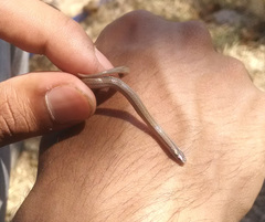Tantilla
