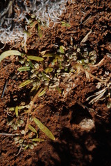 Gisekia pharnaceoides