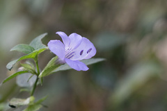 Barleria gueinzii