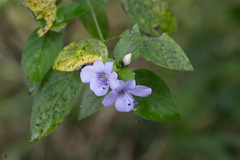 Barleria gueinzii