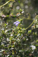 Barleria gueinzii