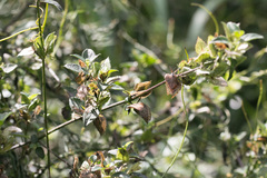 Barleria gueinzii