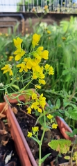 Brassica rapa