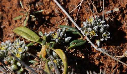 Image of Limeum arenicola by (c) Tony Rebelo, some rights reserved (CC BY-SA)