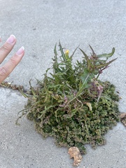 Sonchus oleraceus