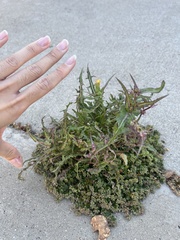 Sonchus oleraceus