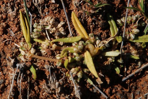 Gisekia pharnaceoides (Gisekia pharnaceoides)