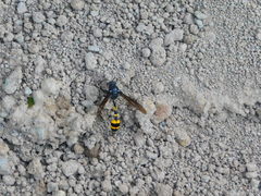 Phimenes flavopictus blanchardi