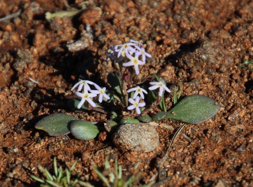 Image of Manulea fragrans by (c) Tony Rebelo, some rights reserved (CC BY-SA)