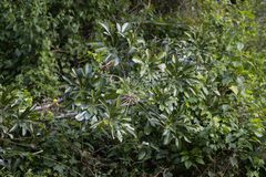 Cussonia sphaerocephala