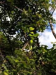 Mucuna macrocarpa