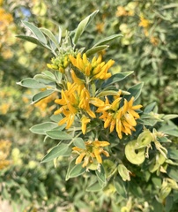 Medicago arborea