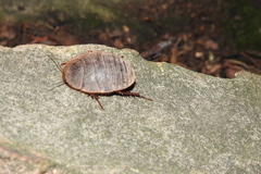 Eupolyphaga sinensis