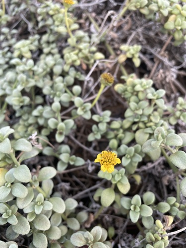 Lipochaeta integrifolia observed 2022-04-26