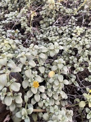 Lipochaeta integrifolia