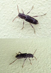 Xylotrechus smei