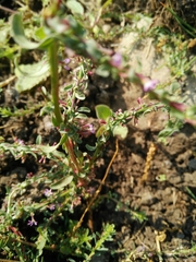 Lythrum tribracteatum