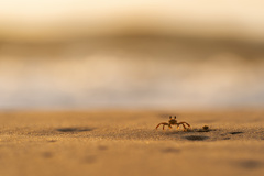 Ocypode ceratophthalmus