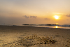 Ocypode ceratophthalmus