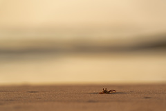 Ocypode ceratophthalmus