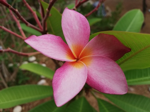 Plumeria 'Samoan Fluff' 2