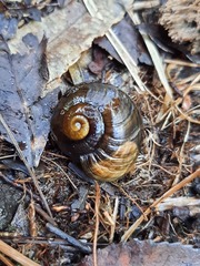 Powelliphanta