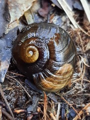 Powelliphanta