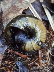 Powelliphanta