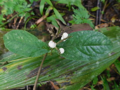Chloranthus elatior