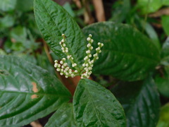 Chloranthus elatior