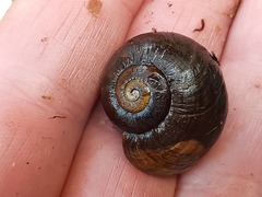 Powelliphanta
