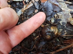 Powelliphanta
