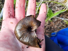Powelliphanta