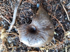 Powelliphanta