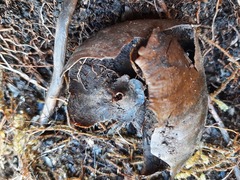Powelliphanta