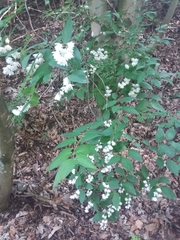 Deutzia
